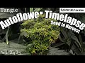 Timelapse - Seed to Harvest 136g Dry