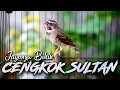 Download Lagu SUARA BURUNG BLACKTHROAT GACOR UNTUK MASTERAN KENARI PAUD #04