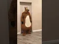 Download Lagu A fat shaggy dog and a little doggy are barking and chasing a little rabbit