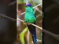 Download Lagu suara burung Kolibri Brazil#viralshorts #shorts #viral