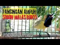 Download Lagu PANCINGAN SOGON GACOR NGLEPER❗ampuh UNTUK PANCINGAN SOGON BAHAN DAN MALAS BUNYI