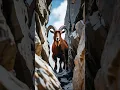 Download Lagu mountain goat🐐 life #viralvideo #goatmountain #goatclimbing #animals #goat #goatlife #wildlife
