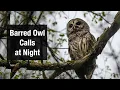 Download Lagu Suara Burung Hantu Berpalang di Malam Hari