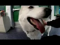 The Anchorage Animal Shelter runs out of room