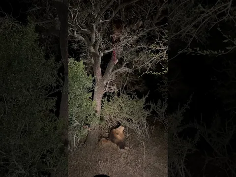 Male Lions Rob Leopard of Its Kill!