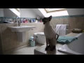 Our Siamese Cats at Shower Time