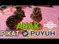 Download Lagu Suara pikat anak burung puyuh memanggil indukan,suara anak puyuh ladang,puyuh sawah