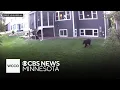 Bear spotted roaming around southern Twin Cities
