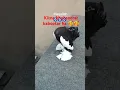 Download Lagu Mashallha kya Kabootar ha 🥰🥰#bird #kabutaar #birds #viralvideo
