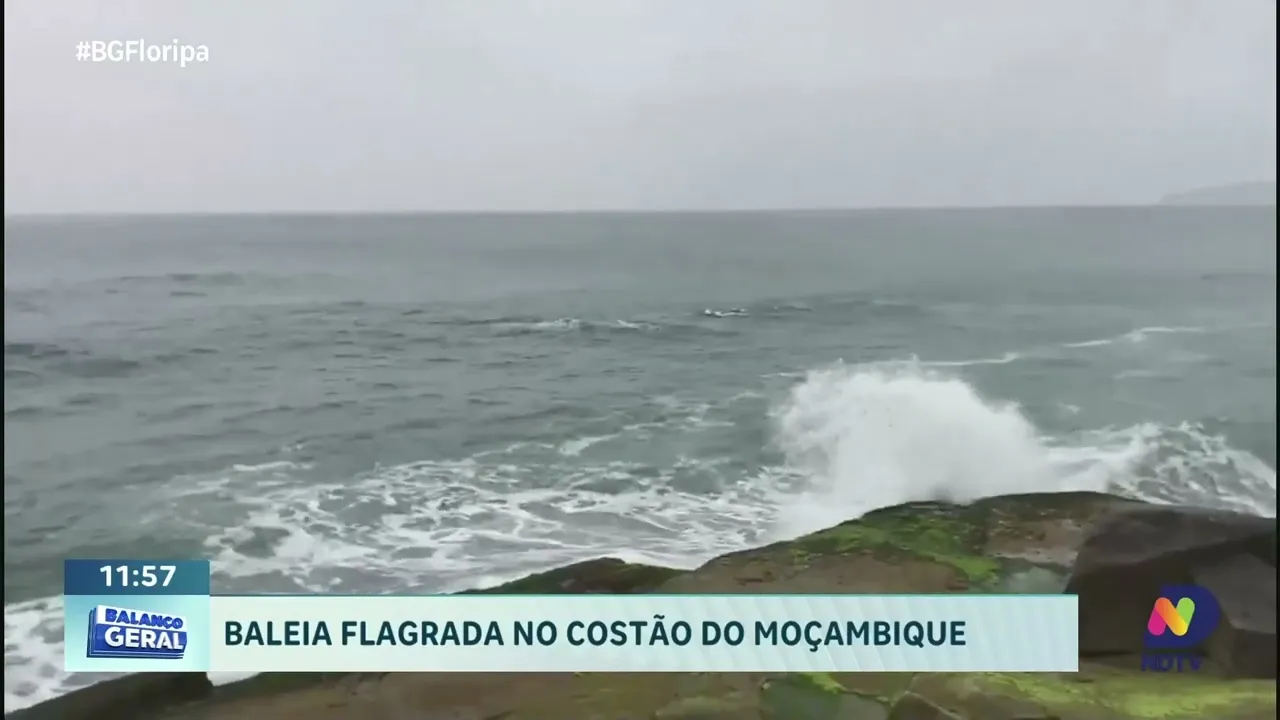 Baleias são flagradas perto do Costão do Moçambique, Florianópolis