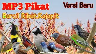 Download Masuk Akal,Suara Pikat Burung Kecil Ribut Kejepit Menjer1t Jerit Ini Menjadi Andalan Pemikat MP3