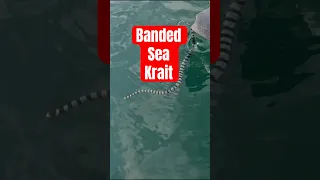 Sea Snake in Our Dinghy! ⚠️ Check Yours Every Morning