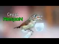 Download Lagu Pancingan Burung Flamboyan Manggil Lawan