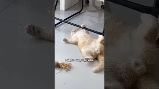 Are Lazy Cats Healthier What A Smart Question  Are Lazy Cats Healthier What A Smart Question