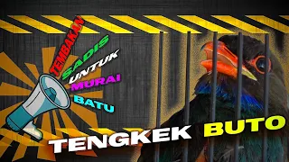 sadis tembak dalam masteran tengkek buto untuk murai batu 