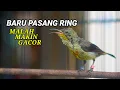 Download Lagu MEMANG REJEKI ! BARU 5 MENIT DIPASANG RING MALAH MAKIN GACOR ! KONIN YANG KEMARIN NEMU LEPASAN ORANG