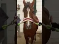 Download Lagu Minivlog fotoshoot #paard #pony #equestrian #paardenvlog #paardrijden #horse #manege #minivlog