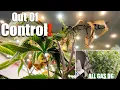Epic All Gas OG Out of Control Cannabis plant Training