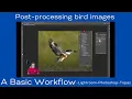 Basic Post-processing Workflow for Bird Images - Lightroom Classic Photoshop Topaz DeNoise