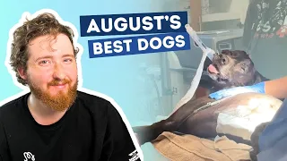 The Best Dogs of August
