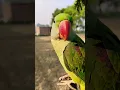 Download Lagu Mitthu Bete Mummy Bolane Wala Parrot #shorts #cute #viral