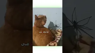 قطوس وسبيدرمان دبلجة مضحكة ضحك اكسبلور السعودية My Kingo كوميديا دوبلاج Funny Cat 