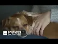 Baltimore County passes bill holding pet owners accountable