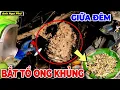 Download Lagu Cùng Team Săn Bắt Rừng Tràm Bắt Ổ Ong Vò Vẽ Và Làm Món Lai Rai Đêm Khuya | Anh Ngư Phủ