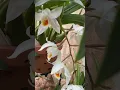Lagu #shorts Coelogyne Jannine Banks in bloom AGAIN!  #orchids #coolclimateorchids