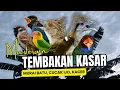 Download Lagu Masteran Tembakan Kasar Untuk Burung Murai Batu ,Cucak Ijo ,Kacer