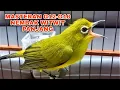 MASTERAN PLECI NEMBAK WITWIT PANJANG NGESAP MATERI G12-G16