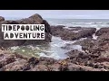 NEW Tidepool Discoveries made at Duxbury Reef California
