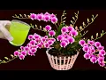 Download Lagu Met slechts 1 kopje per week bloeien de bloemen het hele jaar door zonder te verwelken