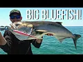 Download Lagu BIG SERRA con Fioretto Speciale Needlefish Rod X Jack Fin + Stylo 210 Limited Edition