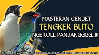 masteran cendet isian tengkek buto ngeroll panjang 100 mudah ditiru 
