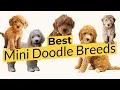 Best Mini Doodle Breeds