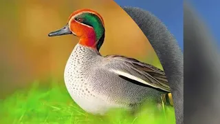 صوت دجاج ماء والحذاف لطلب بعض الخوه 