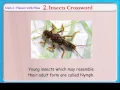 Insects Crossword Knowledge