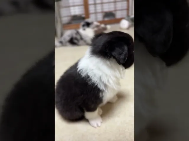 動画