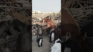 الماعز لا يتوقف أثناء التزاوج Goat Animals Shorts 