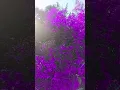 Download Lagu Rangeeni rangeeni,  purple land