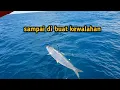 UMPAN IKAN TEMBANG HIDUP TANPA KAWAT!! LEBIH CEPAT SAMBARAN