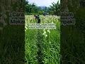 Download Lagu Cara Buat Bunga Sedap Malam Mekar Kompak Barengan