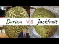 Durian vs Jackfruit how s look inside