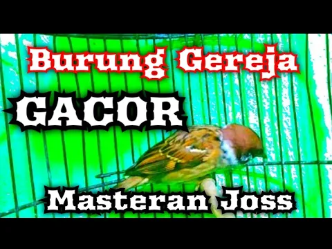 Download MP3 Burung gereja gacor bagus untuk masteran