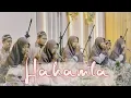 Download Lagu SALAMAN YA UMAROL FARUQ - Resepsi Pernikahan Abid ❤️ Dina - Mojoagung, Jombang