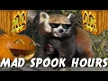 The Ailurus Halloween Party Stream Uncut
