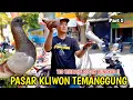 Download Lagu HUNTING MERPATI GIRINGAN DIPASAR KLIWON TEMANGGUNG , MENYENANGKAN HATI BUNGKUS LAGI  PART 1