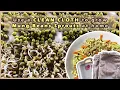 Download Lagu How to Grow Mung Bean Sprouts (Togue) at Home USING A WET CLEAN CLOTH