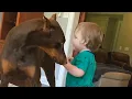 Lagu Een Doberman van 42 kilo 'viel' een tweejarig kind aan - wat de dierenarts om 14:47 uur aantrof, ...